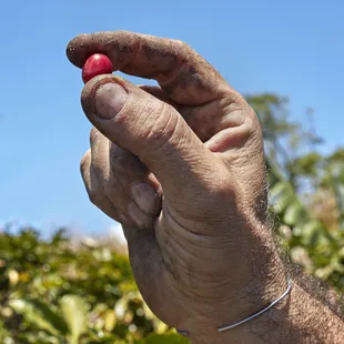 a hand holding a coffee roaster