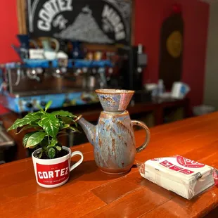 a potted plant on a counter