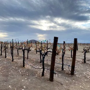 Vineyard in the Winter.
