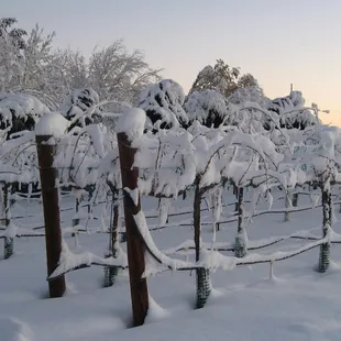 Snow in the vineyard.  Yes, this is the Antelope Valley!
