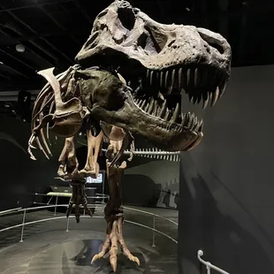 Dinosaur Gallery