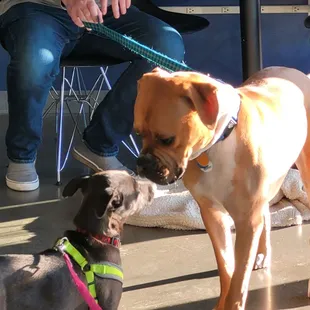 Puppies making friends while mom and dad enjoy a beer