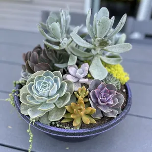 Succulents!