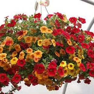 The BEST baskets around!