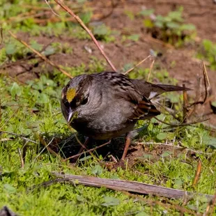 Golden Crowned Sparrow!!