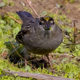 Golden Crowned Sparrow!! So exciting! A lifer for me