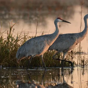 Sandhill Cranes at Sunrise