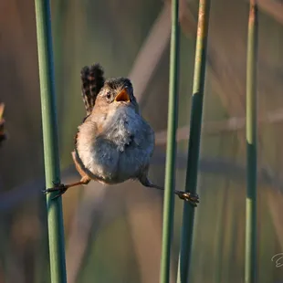 Marsh Wren on Boardwalk