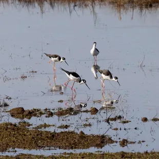 Black-necked Stilts