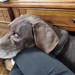 This is Tank and he's my service dog and he's 16years old