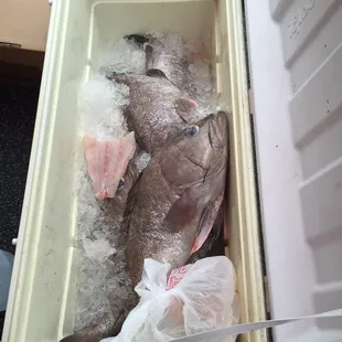 Fresh grouper today!