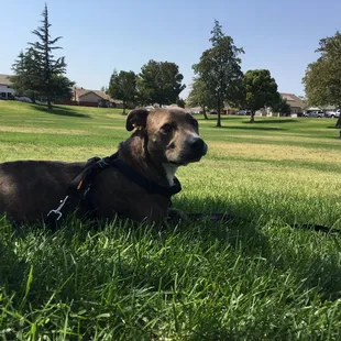 Great park to take your dogs, read and relax. The park was also clean and quiet. Just don't forget to clean after your dog's