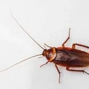 sushi and sashimi, food, sashimi, sushi