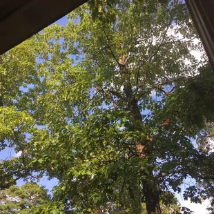 Nice view