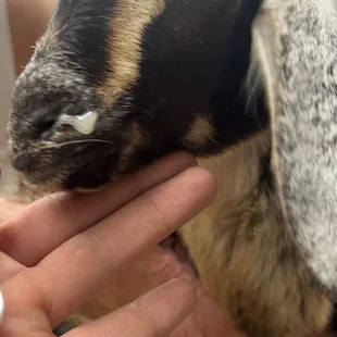 Mucus from the pneumonia