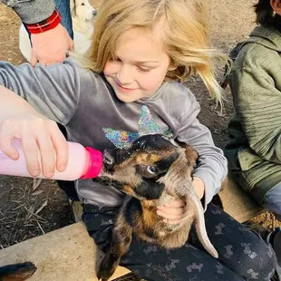 Baby Goat Bottle Feeding and Playdates