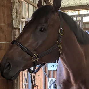 My horse who could not be in better condition.