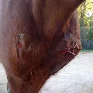 Her stitches afterwards.