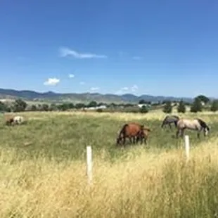 The view from above the barns.