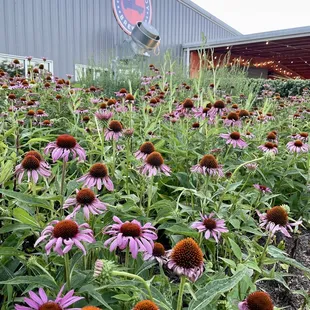 a field of purple flowers
