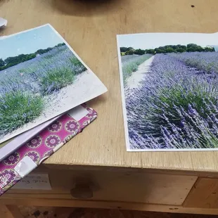 The old lavender farm... they had to take it out because too much maintenance for the two of them