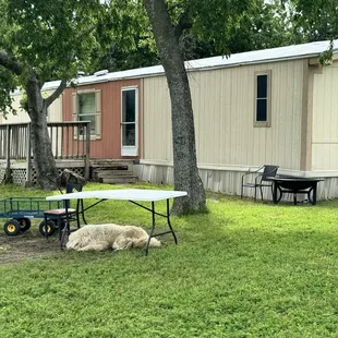 On site with said Pyrenees.