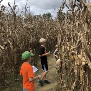 Corn maze.