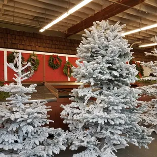 christmas trees in a store