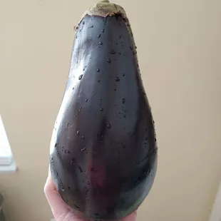 Giant eggplant