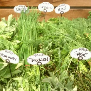 Fresh Herbs!