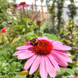 Love to see the bumble bees!