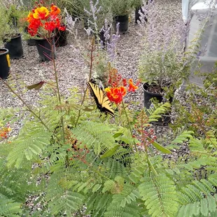 Swallow tail butter fly