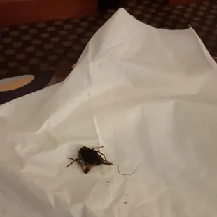 Dead bugs in the room.