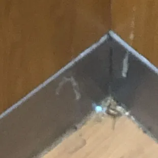 Dead bug in elevator corner.