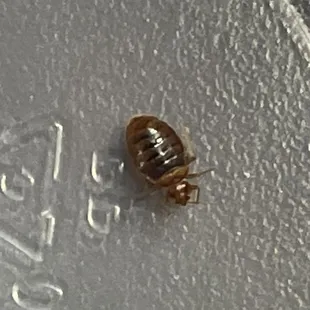 Bed bug captured