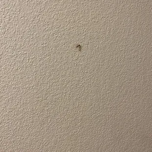 Any crawling on room wall