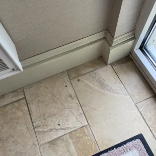 Dead ants in hallway