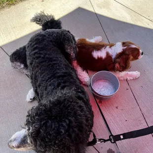 Dogs relaxing on the patio in the shade!