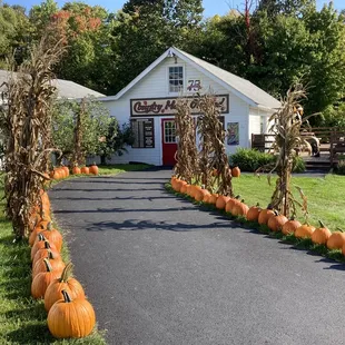 Pumpkin path leading to store on property