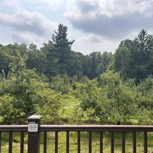 View of the orchard.