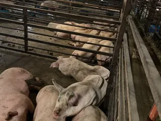 Hayes Farm