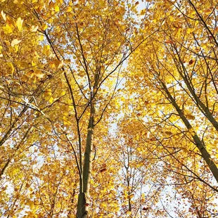 trees with yellow leaves in autumn