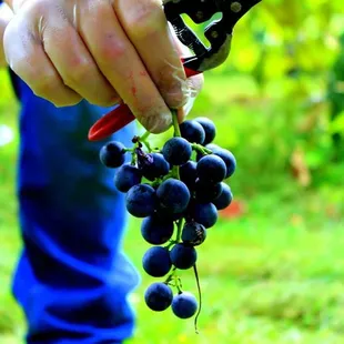 Had a Grapelicious time helping bring in the 2015 Concord harvest.