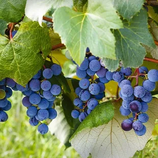 Take a vineyard tour