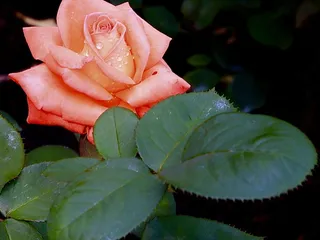 Kravitz's Garden Cafe & Inspired Catering