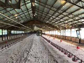 MacFarlane Pheasants