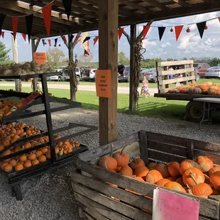 pumpkins for a great price