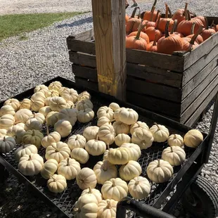 White pumpkins