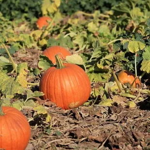 Pumpkin patch