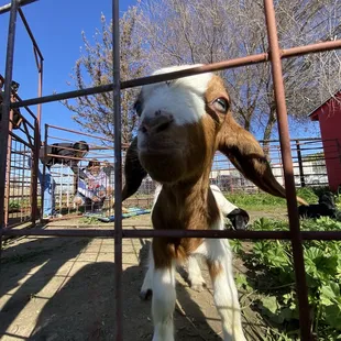 a brown and white goat in a pen